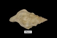 藏品(粗瘤峨螺)的圖片